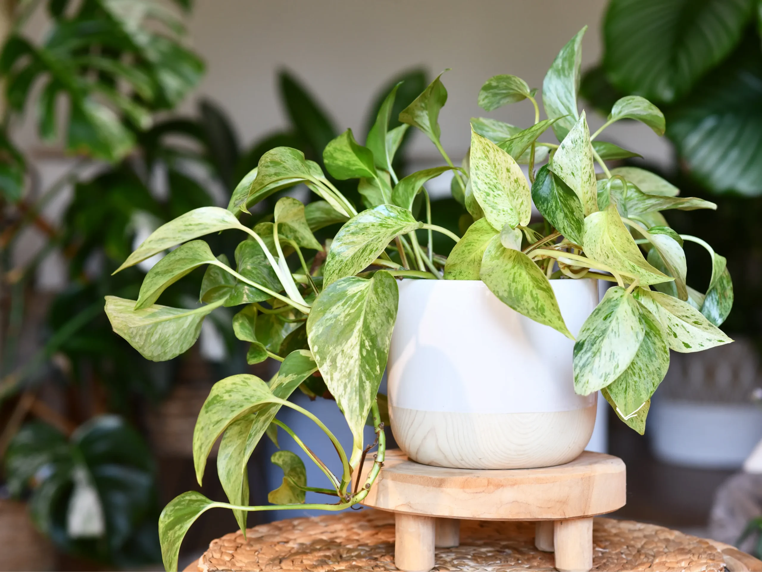 natural houseplant as a means to improve your indoor air quality